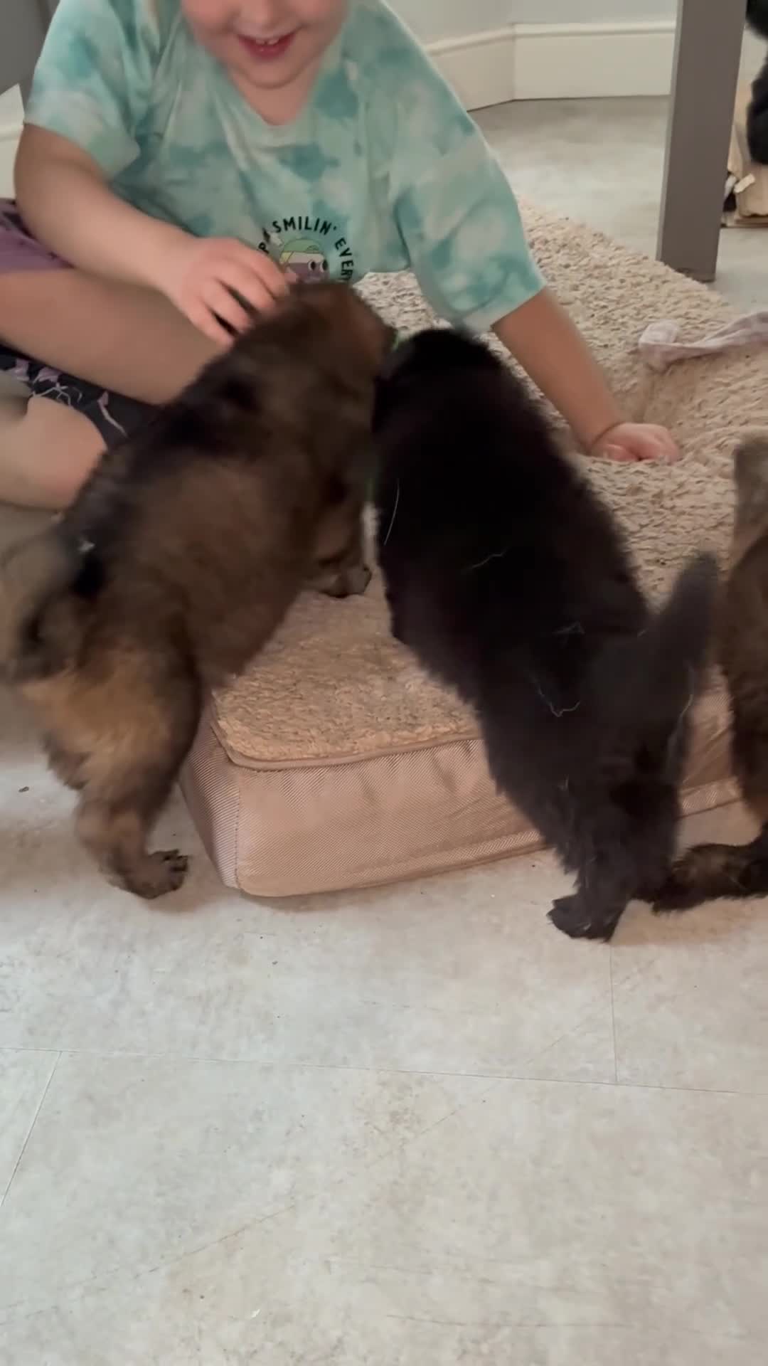 German Shepherd dogs for sale: Adorable German Shepherd Pups - Video 1