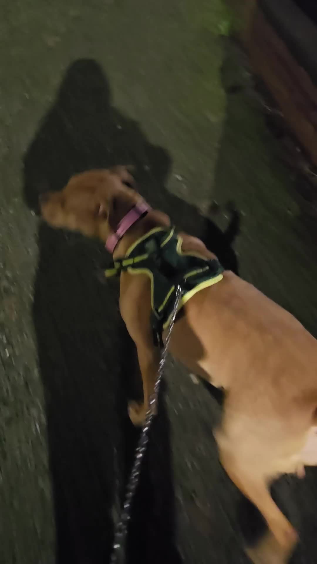 Cane Corso dogs for sale: Cane Corso needed her forever home - Video 1