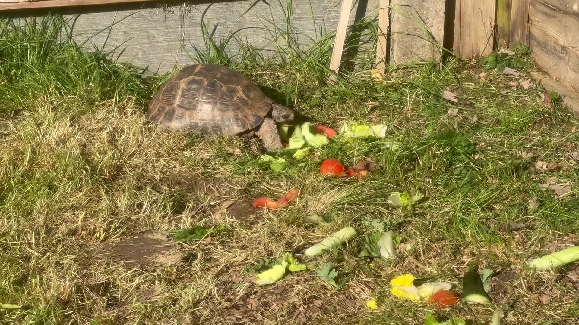 Tortoise reptiles for sale: 3 Male Spur thighs Fertile - Video 2