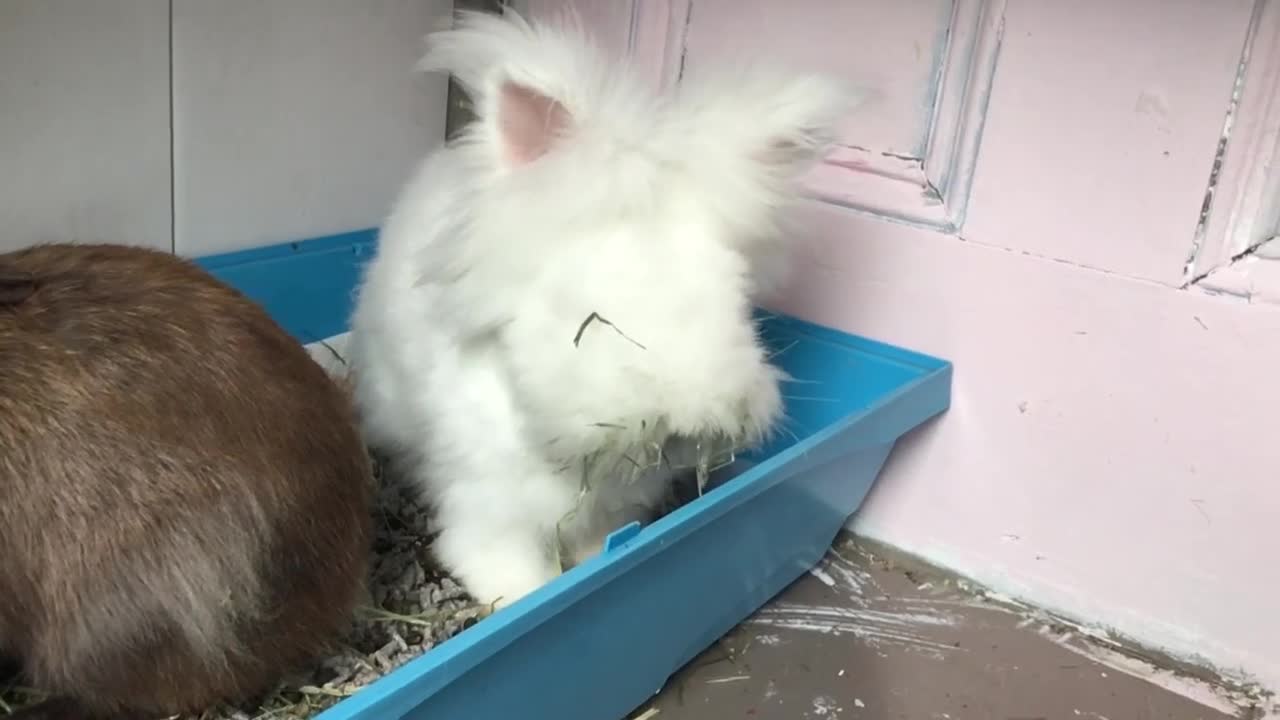 Lionhead rabbits for sale: 2 lovely Rabbits Lion head and Angora Mixed - Video 2