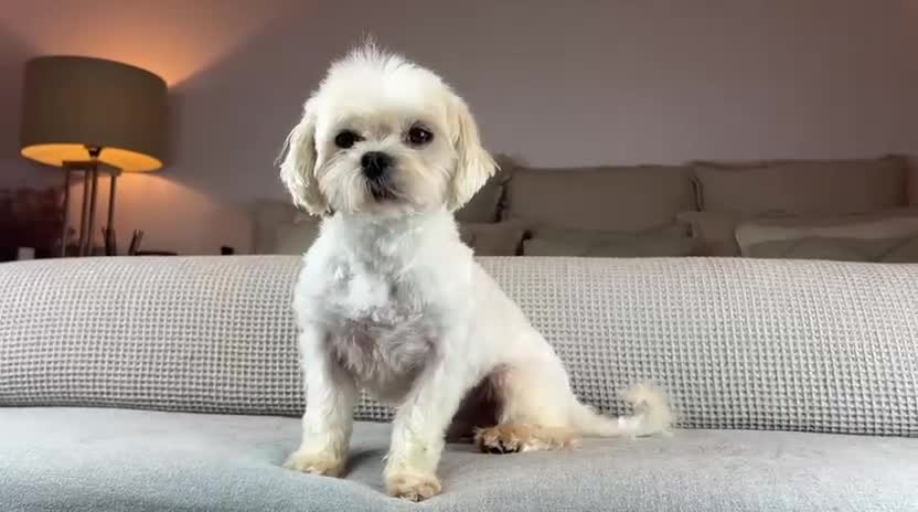 Maltese dogs for sale: 18 month old KC Maltese boy  - Video 1