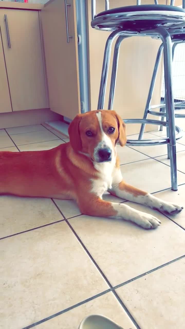Mixed Breed dogs for sale: 1 year old beautiful mixed breed dog - Video 2