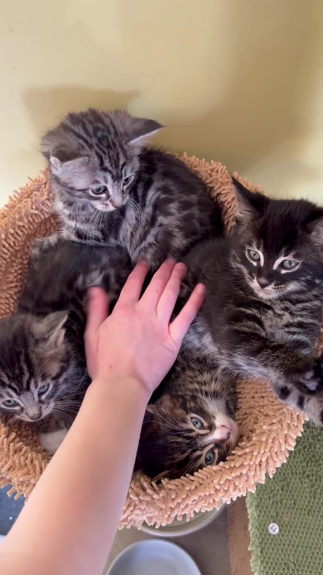 Maine Coon cats for sale: Champion XL Russian Maine coon X GCCF bengal - Video 1