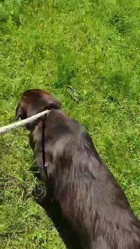 Mixed Breed dogs for adoption: 🌸Sweet and Beautiful AZALEA - Deserving Kindness - Video 2