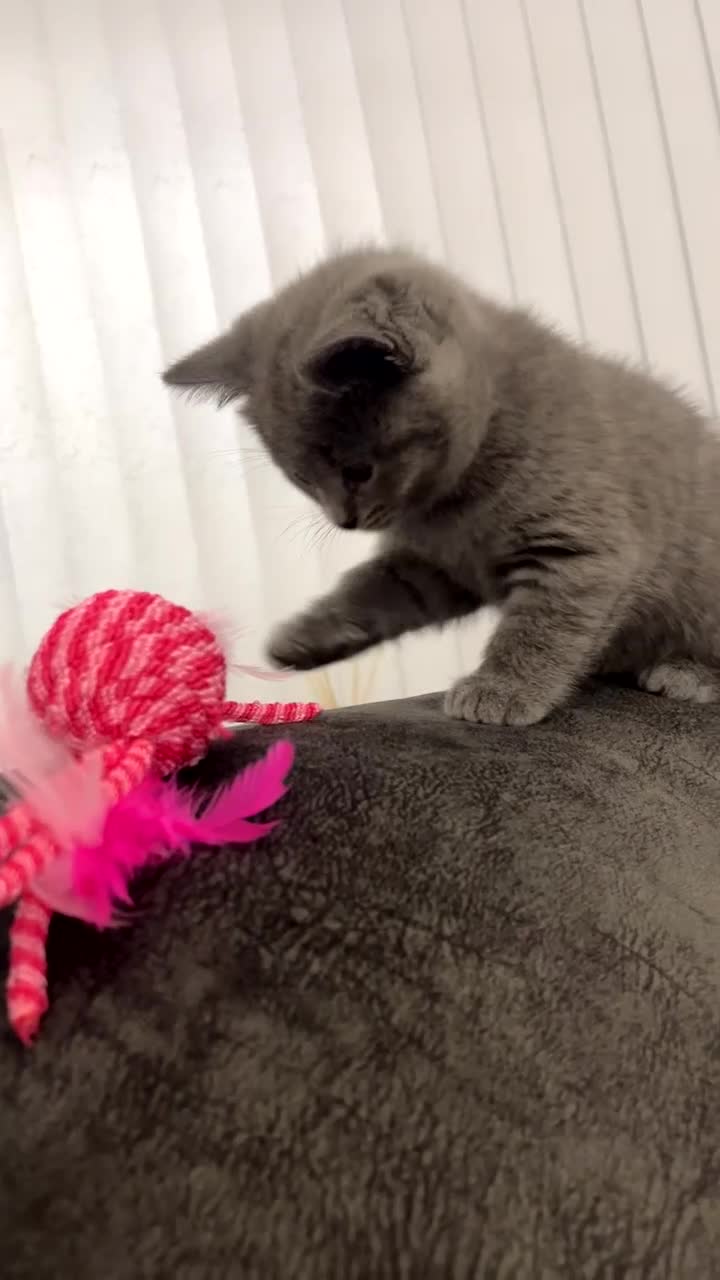 British Shorthair cats for sale: 8 week british shorthair - Video 1