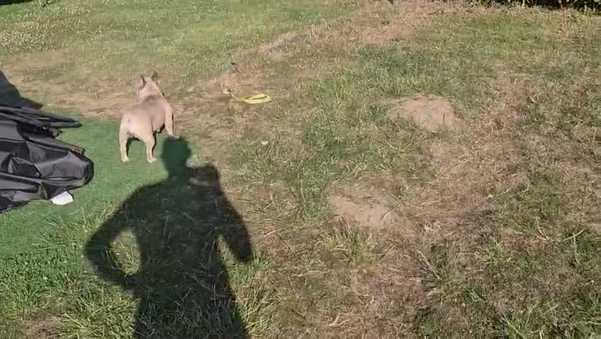 French Bulldog dogs for adoption: MEET ANGEL — LOOKING FOR HER FOREVER HOME ❤️ 🐾 - Video 1