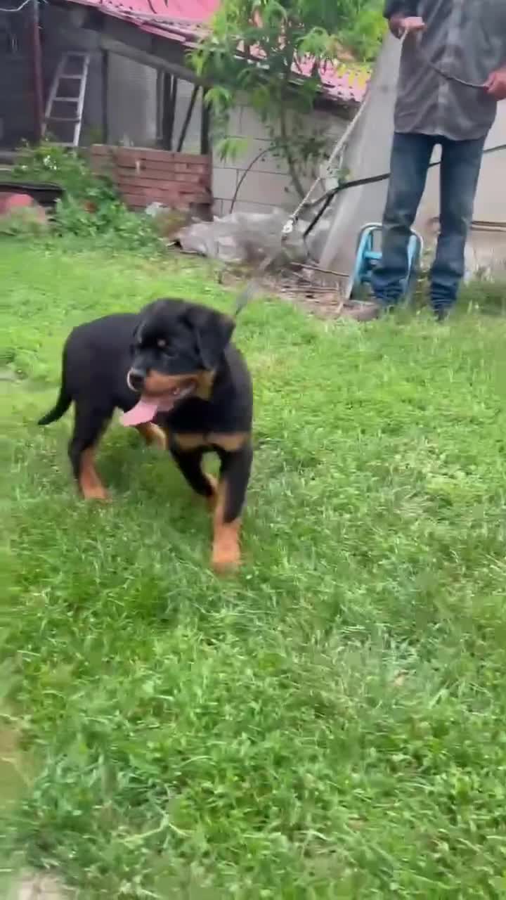 Rottweiler dogs for sale: Rottweiler  - Video 4