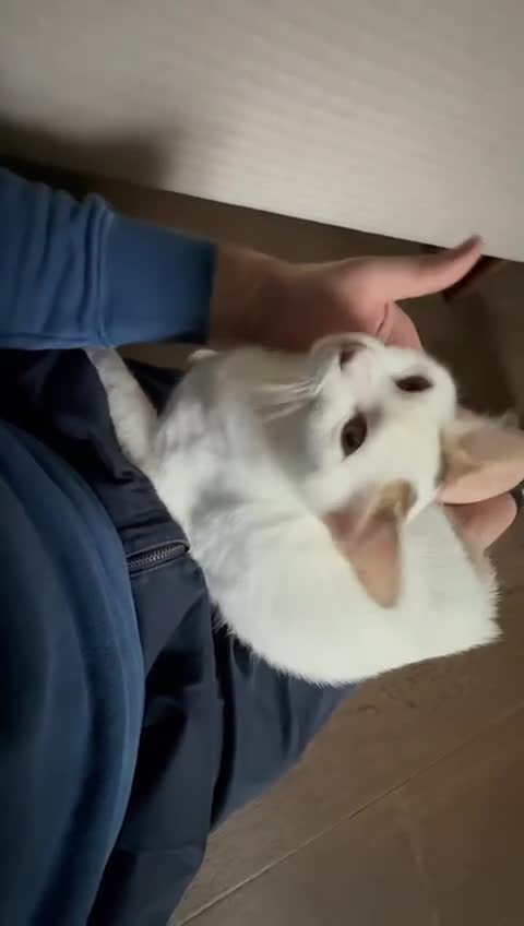 Mixed Breed cats for adoption: ARES BOY - FIONA MIX TURKISH ANGORA GIRL BONDED  - Video 2