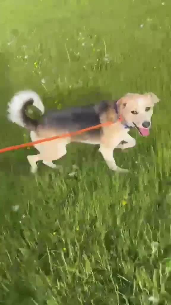 Mixed Breed dogs for adoption: Adorable Thanos needs his own forever home  in Atherstone - Video 5