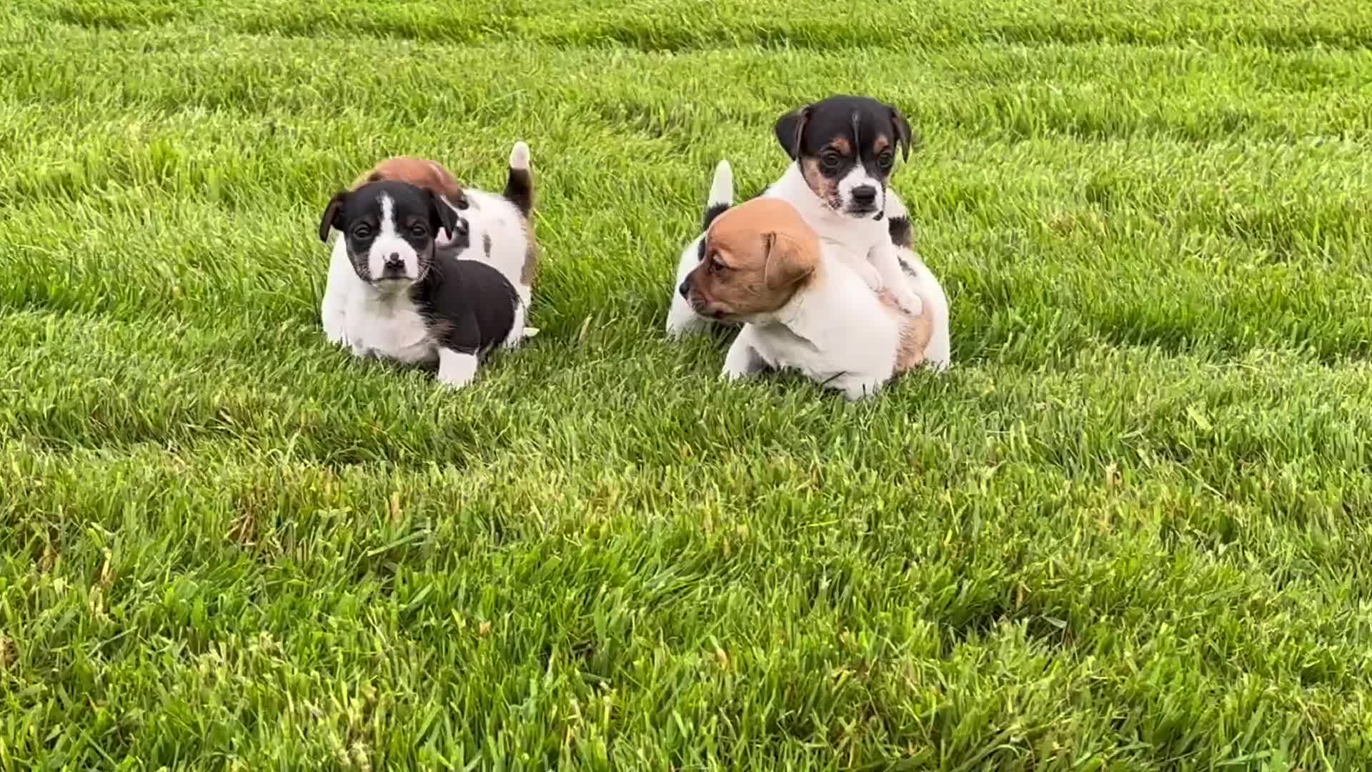 Jack Russell dogs for sale: Minature Jack Russell pups  in Enniskillen - Video 1
