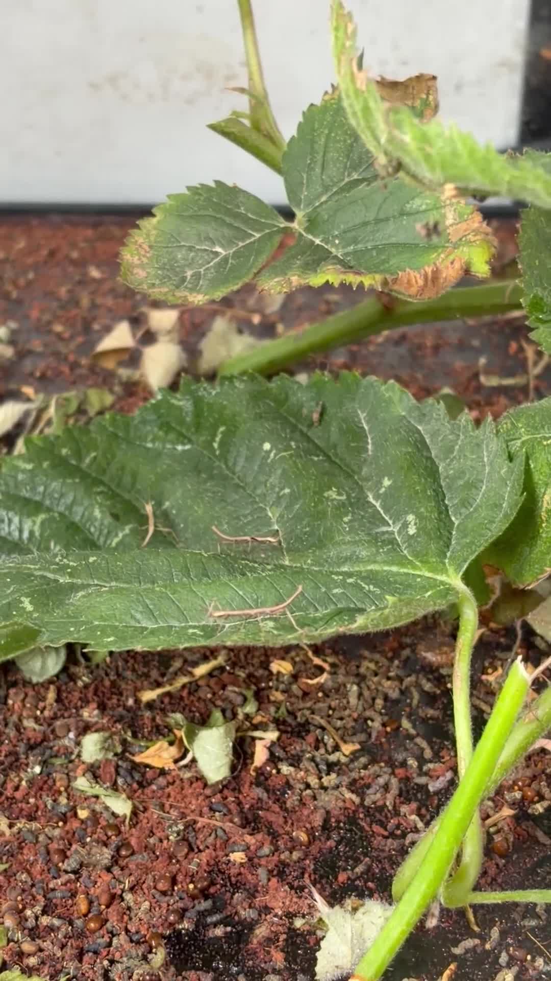 Stick Insects invertebrates for sale: Indian Stick Insect Babies in Birmingham - Video 2