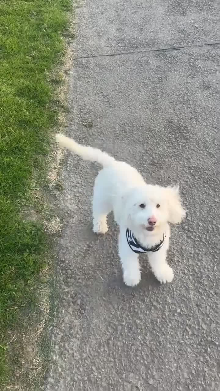 Goldendoodle dogs for sale: Goldendoodle  - Video 1