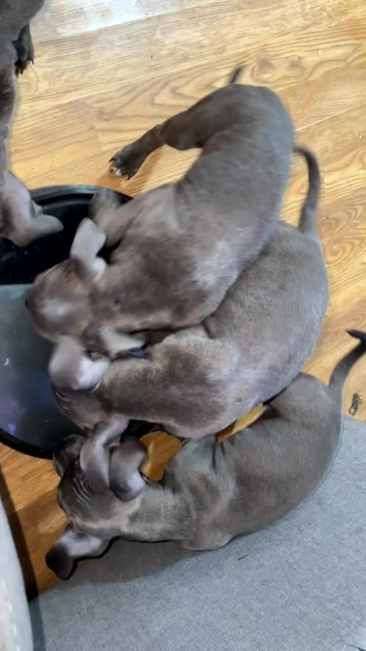 Staffordshire Bull Terrier dogs for sale: Blue Staffordshire bullterrier  - Video 3