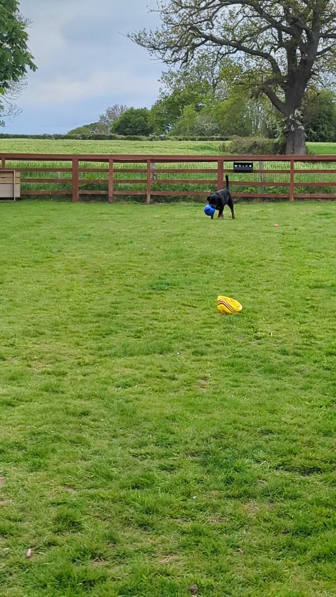 Rottweiler dogs for sale: 3yo Male Rottweiler - Experienced Home Needed - Video 1