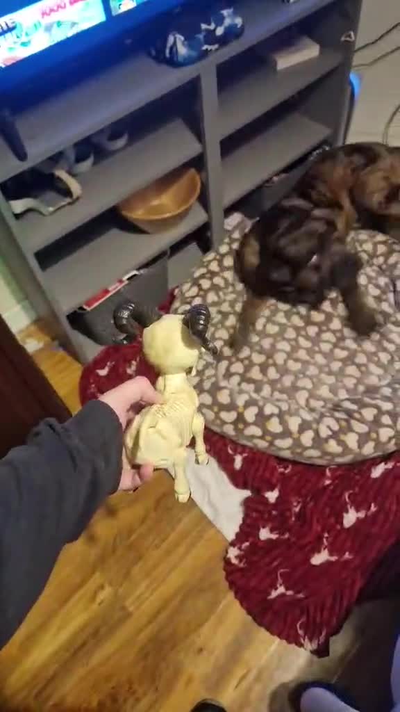 American Bulldog dogs for sale: Two loving dogs available due to medical issues - Video 1