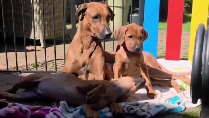 Rhodesian Ridgeback dogs for sale: KC Registered Rhodesian Ridgeback Puppies - Video 1