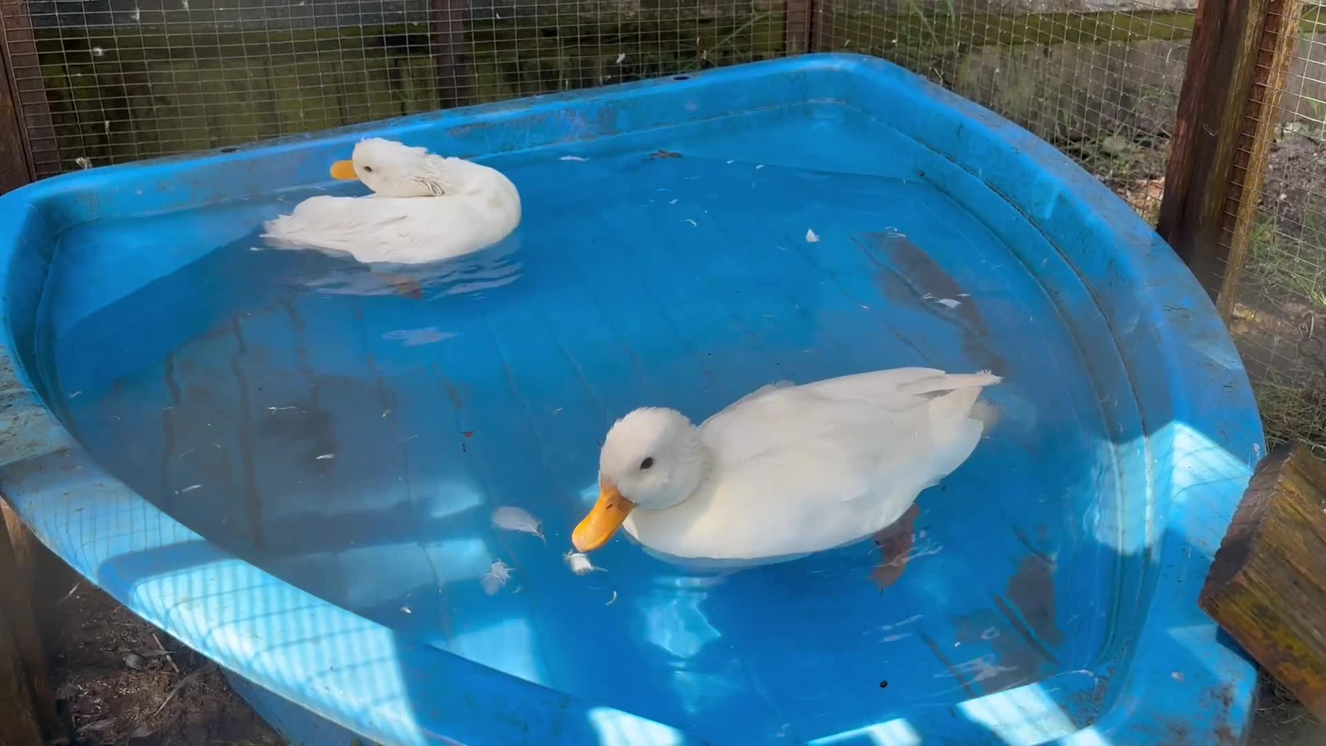 Ducks poultry for sale: pair of call ducks - Video 2