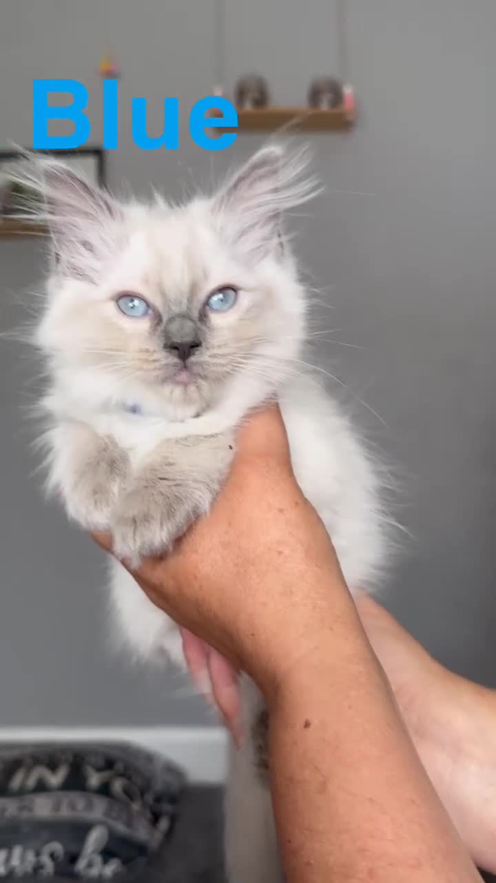 Ragdoll cats for sale: Beautiful Ragdoll Kittens  - Video 3