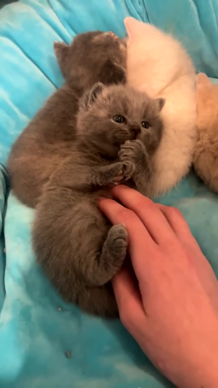 British Shorthair cats for sale: Beautiful British shorthair kittens  in Ruthin - Video 1