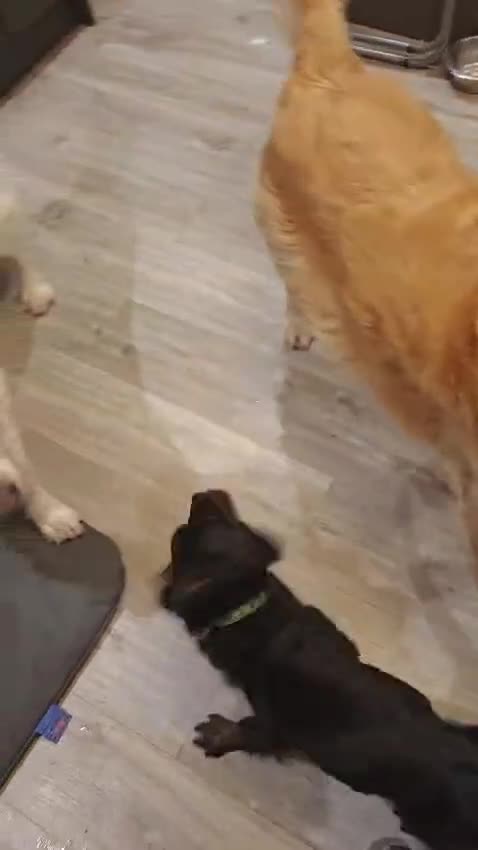 Mixed Breed dogs for adoption: ❤️ Meet Maria – with the biggest heart ❤️ in Maidstone - Video 4