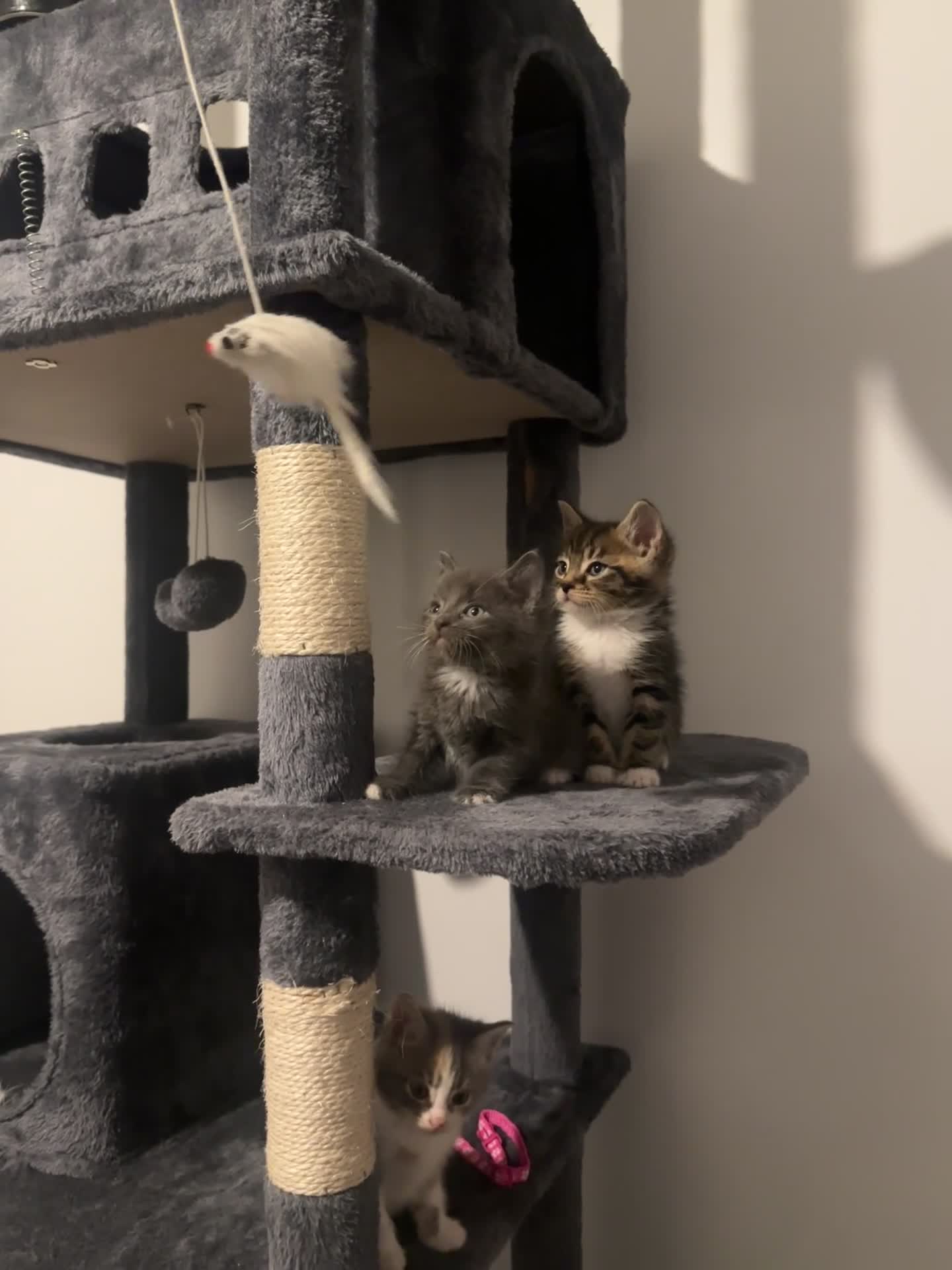 Mixed Breed cats for sale: 5 beautiful kittens - Video 2