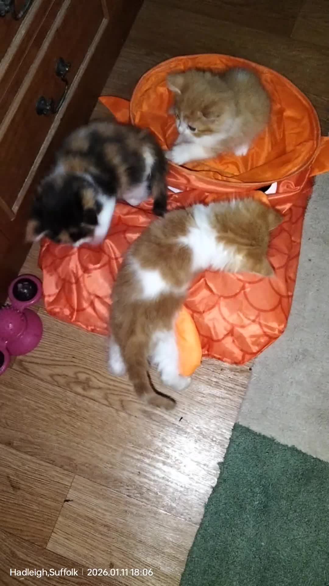 Mixed Breed cats for sale: GORGEOUS DOG AND HOOVER PROOF LONG HAIRED KITTENS - Video 1