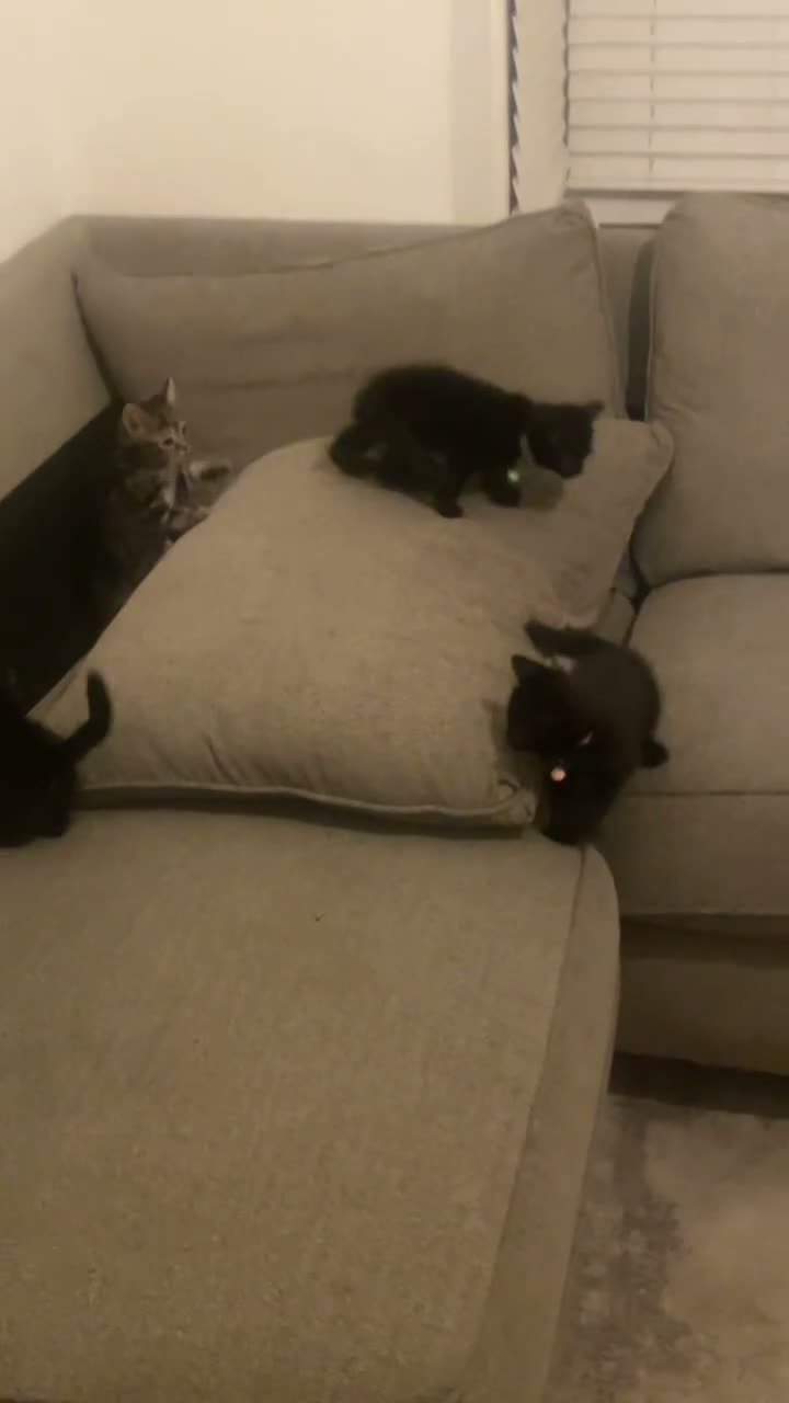 Mixed Breed cats for sale: 4 beautiful Bengal x sisters  in London - Video 1