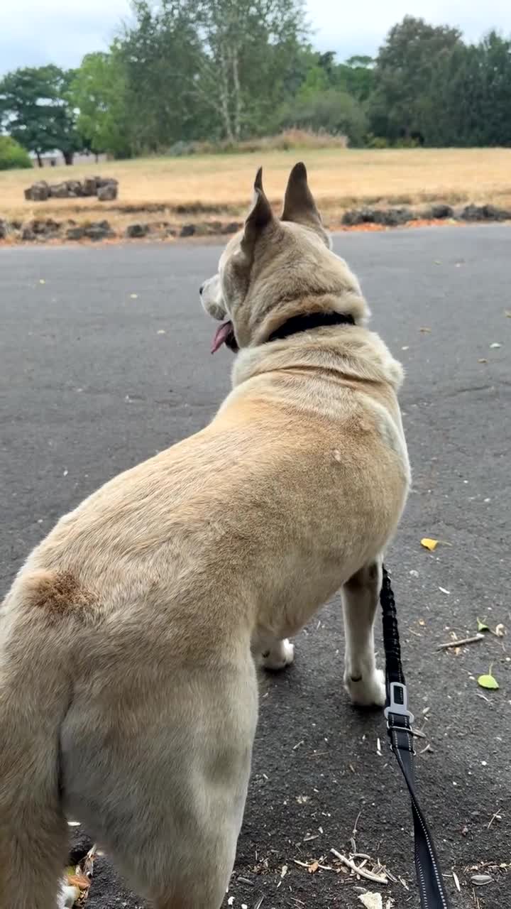Mixed Breed dogs for sale: Experienced Dog Home Wanted for Milo in Ilford - Video 1