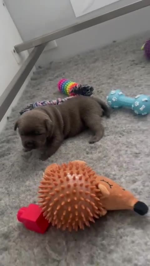 Staffordshire Bull Terrier dogs for stud: The one, the only.....Mr 'T'     (Blue🧬) - Video 1