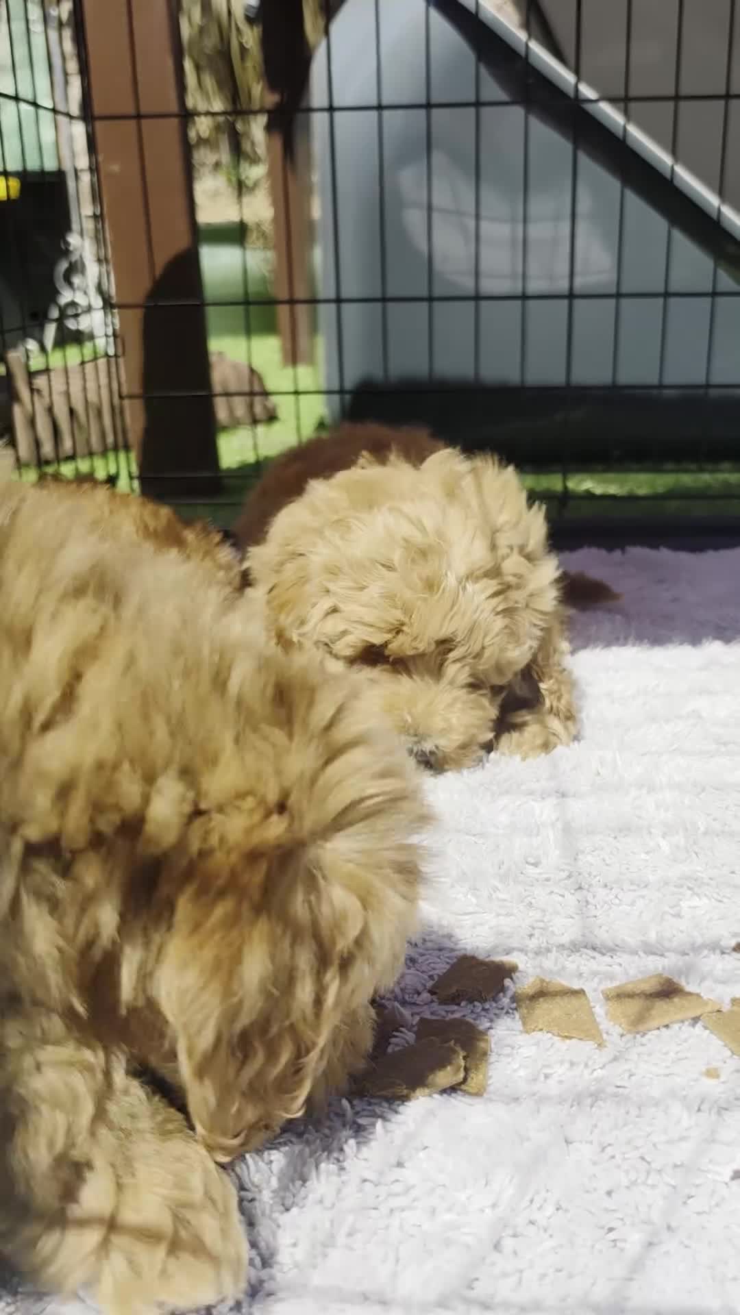 Cockapoo dogs for sale: F2 cockapoos  - Video 1