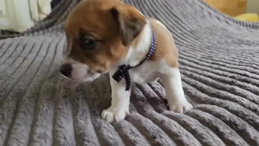Jack Russell dogs for sale: 🐶 Jack Russell Puppies  – 4 Females & 1 Male 🐶 - Video 2