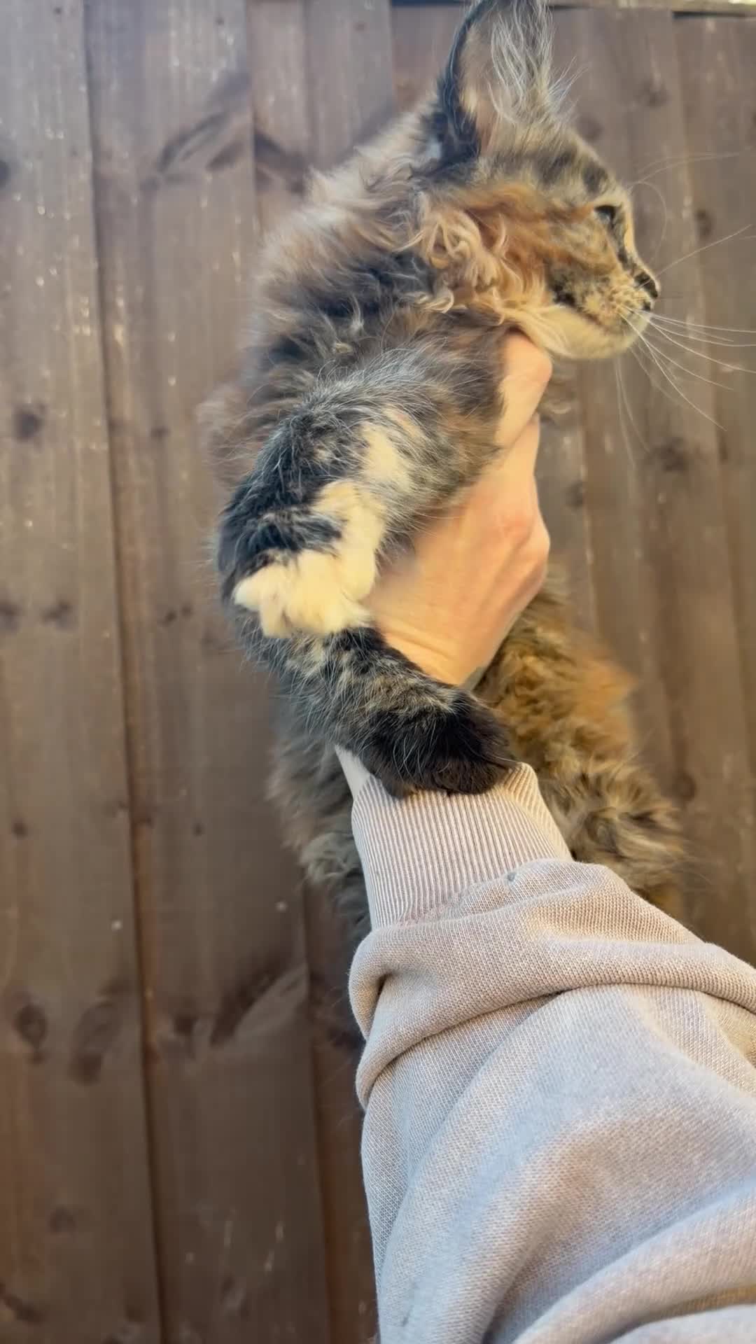 Maine Coon cats for sale: ⭐️READY NOW* TICA MAINECOON KITTEN’S⭐️🏆 - Video 2