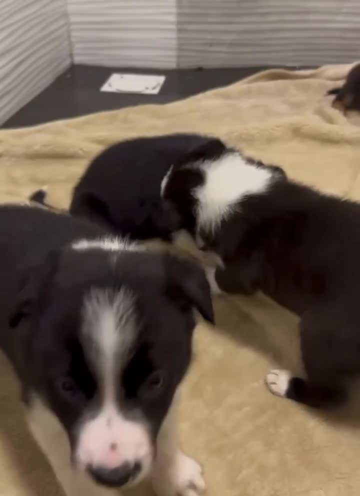Border Collie dogs for sale: Border Collie Puppies  - Video 2