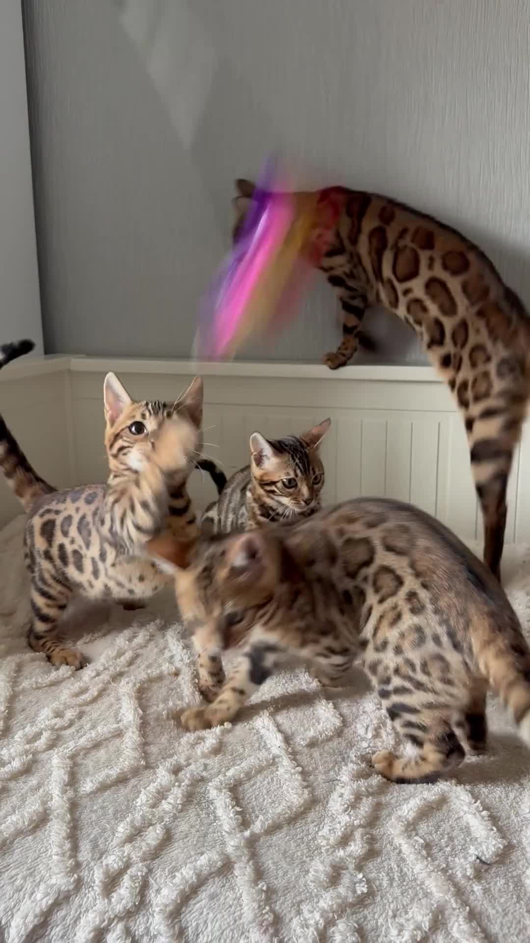 Bengal cats for sale: 🐆Adorable pedigree bengal kittens🐆 - Video 1