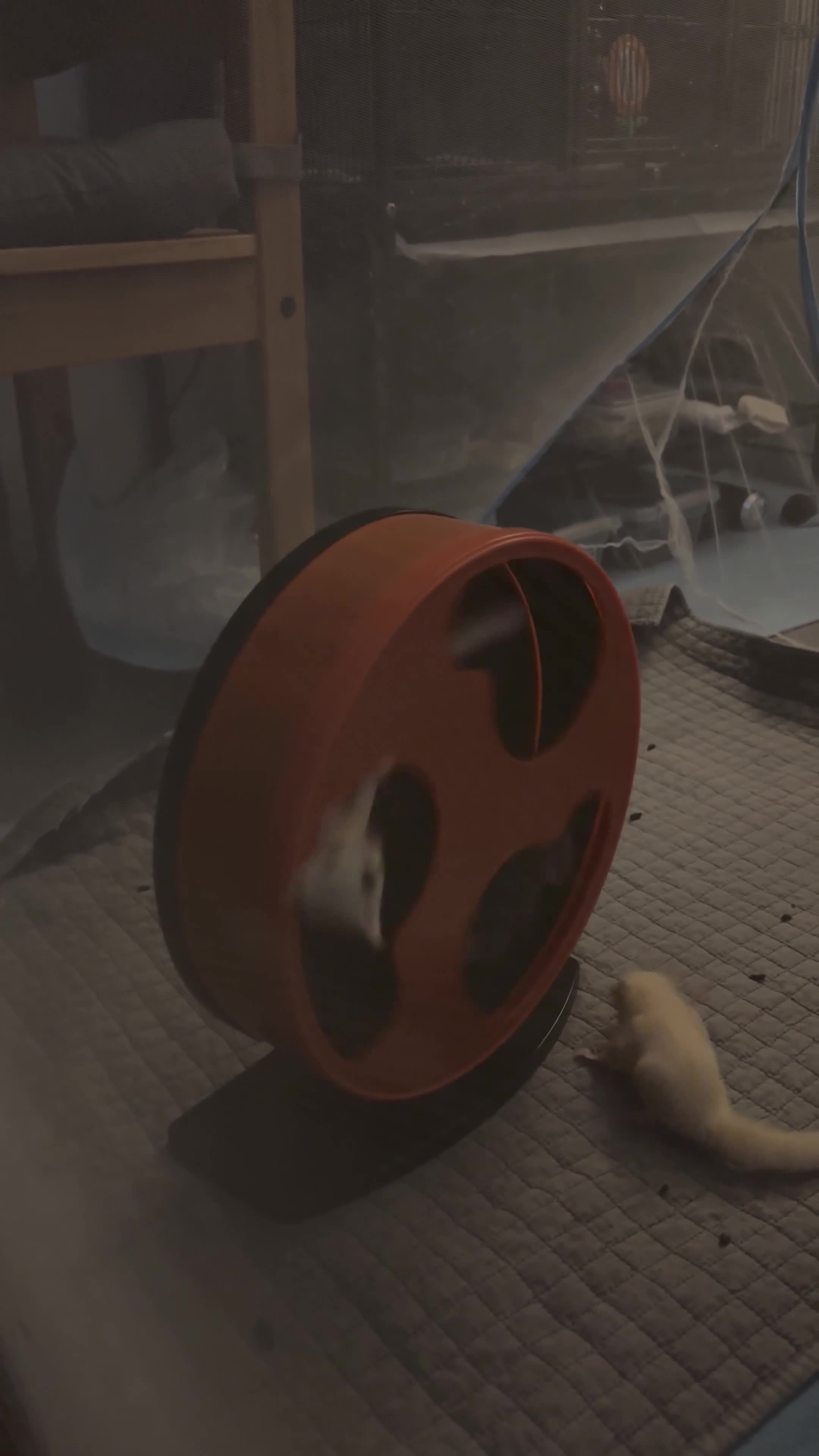 Sugar Glider rodents for sale: sugar gliders  x4 with everything  in Dartford - Video 3