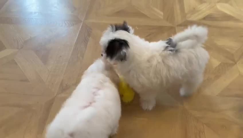 Maltipoo dogs for sale: 🌟 Korean Maltipoo rare colours – DNA tested 🌟 - Video 3