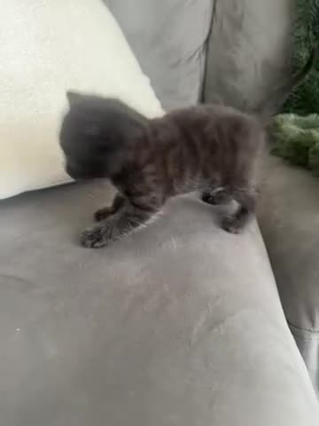 Bengal cats for sale: Stunning Bengal Kittens  - Video 4