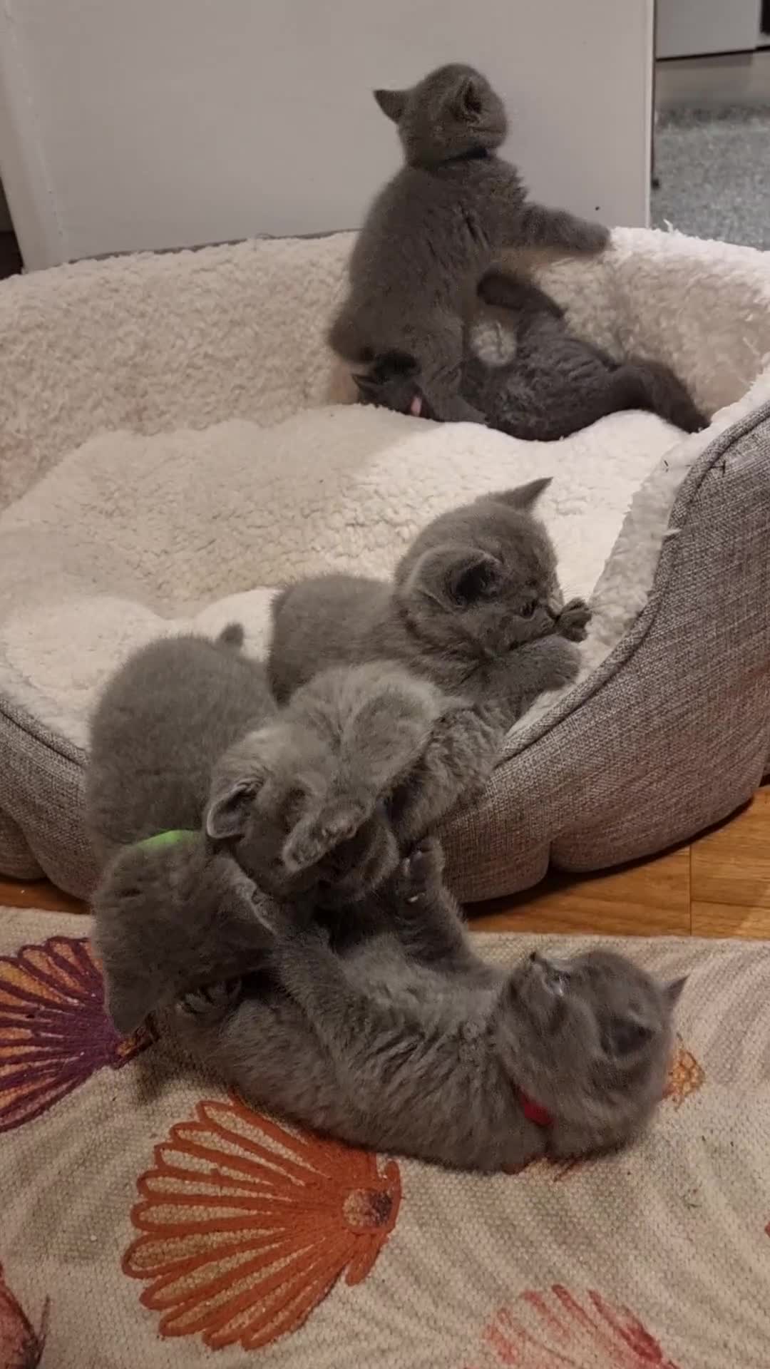 British Shorthair cats for sale: Beautiful kittens british shorthair  - Video 1