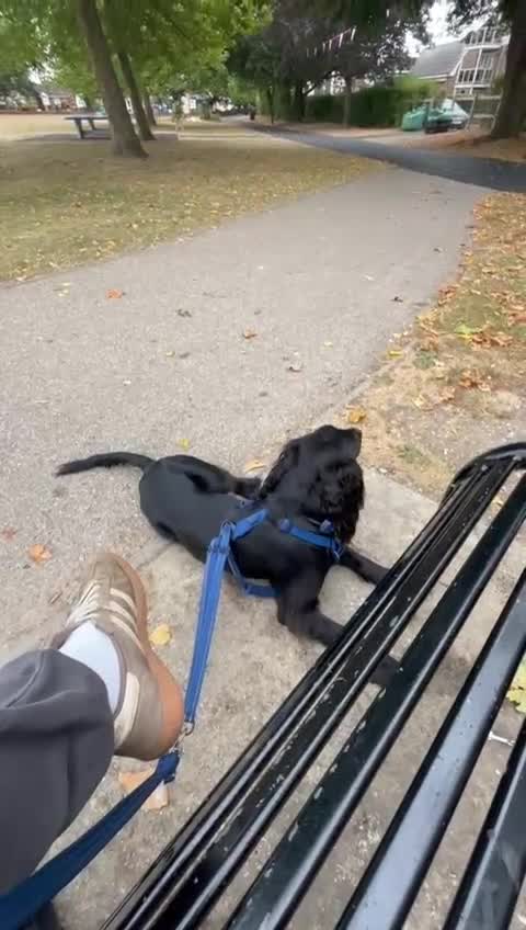 Sprocker dogs for sale: Charlie an energetic and friendly boy.  - Video 1