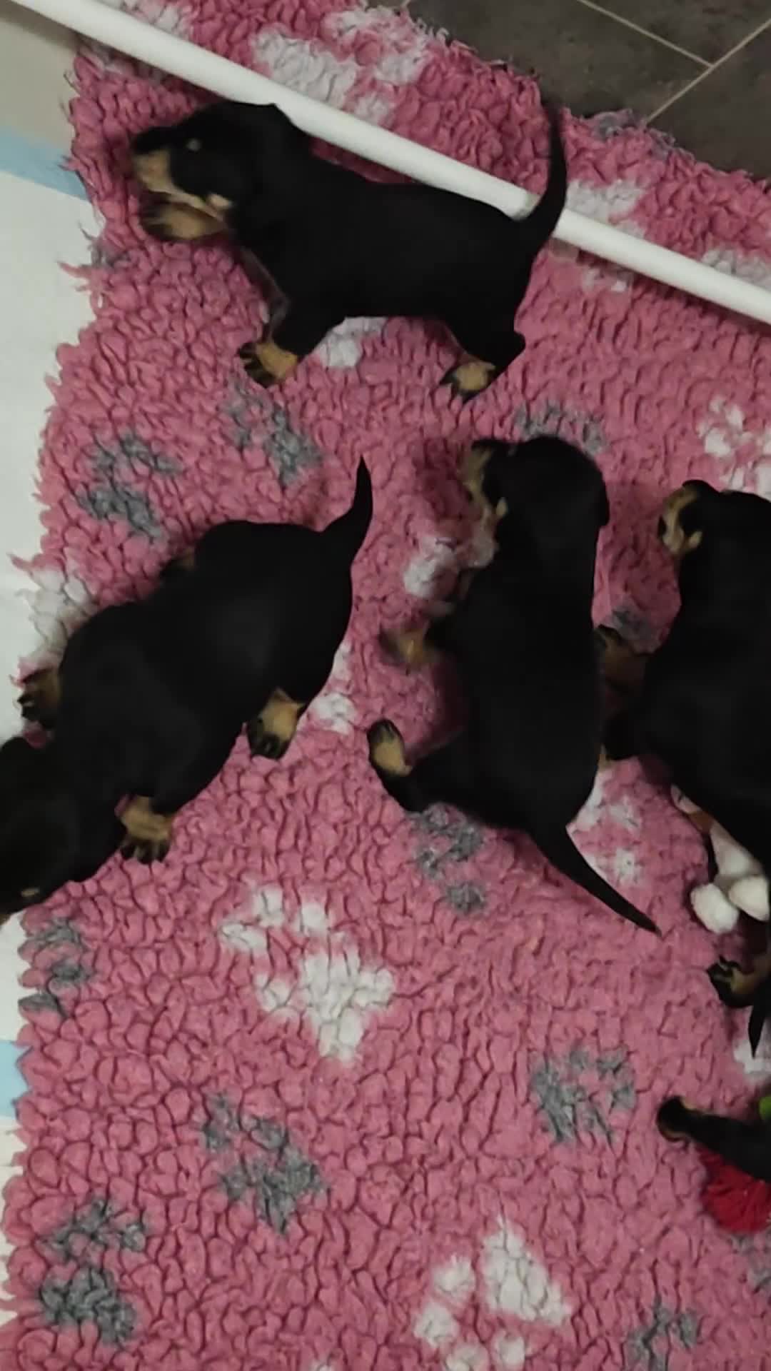 Mixed Breed dogs for sale: Adorable F1 Schnoxie puppies - Video 1