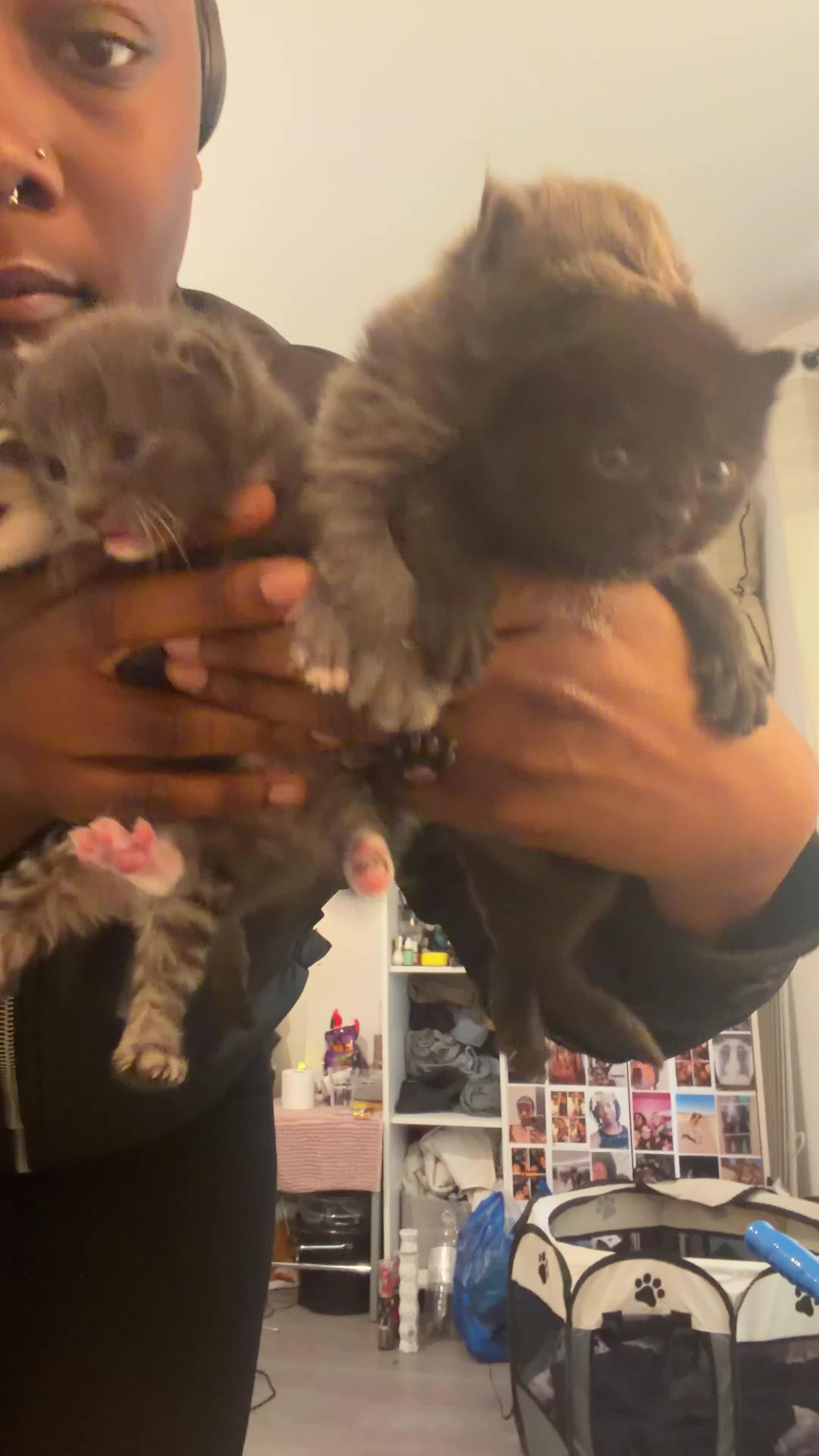 Mixed Breed cats for sale: 3 beautiful kittens left in Harrow - Video 1