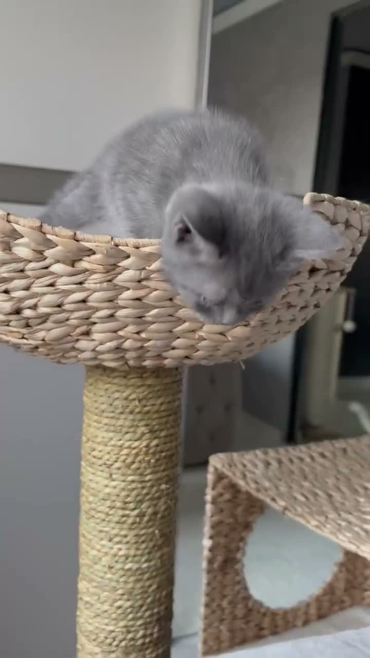 Scottish Fold cats for sale: 7 Beautifully Scottish Fold/Straight kittens - Video 1