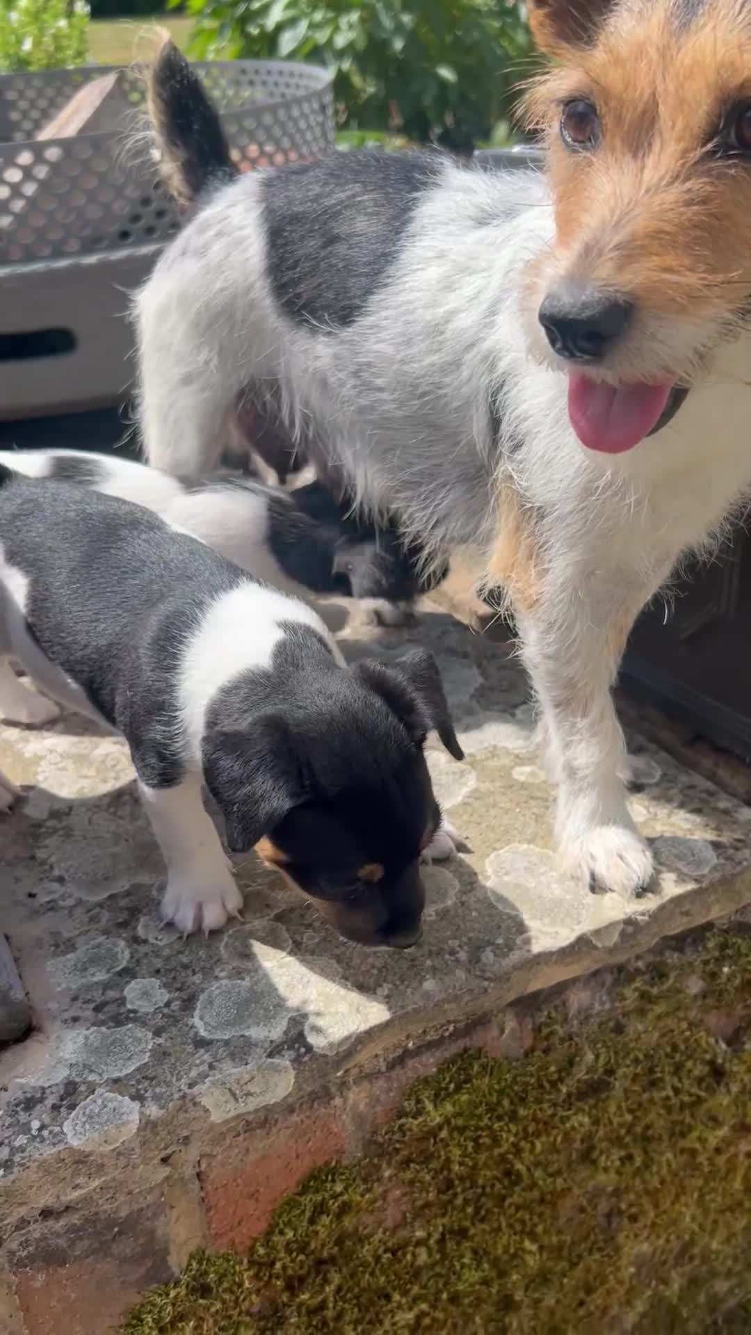 Jack Russell dogs for sale: Heavenly Jack Russell puppies - Video 2