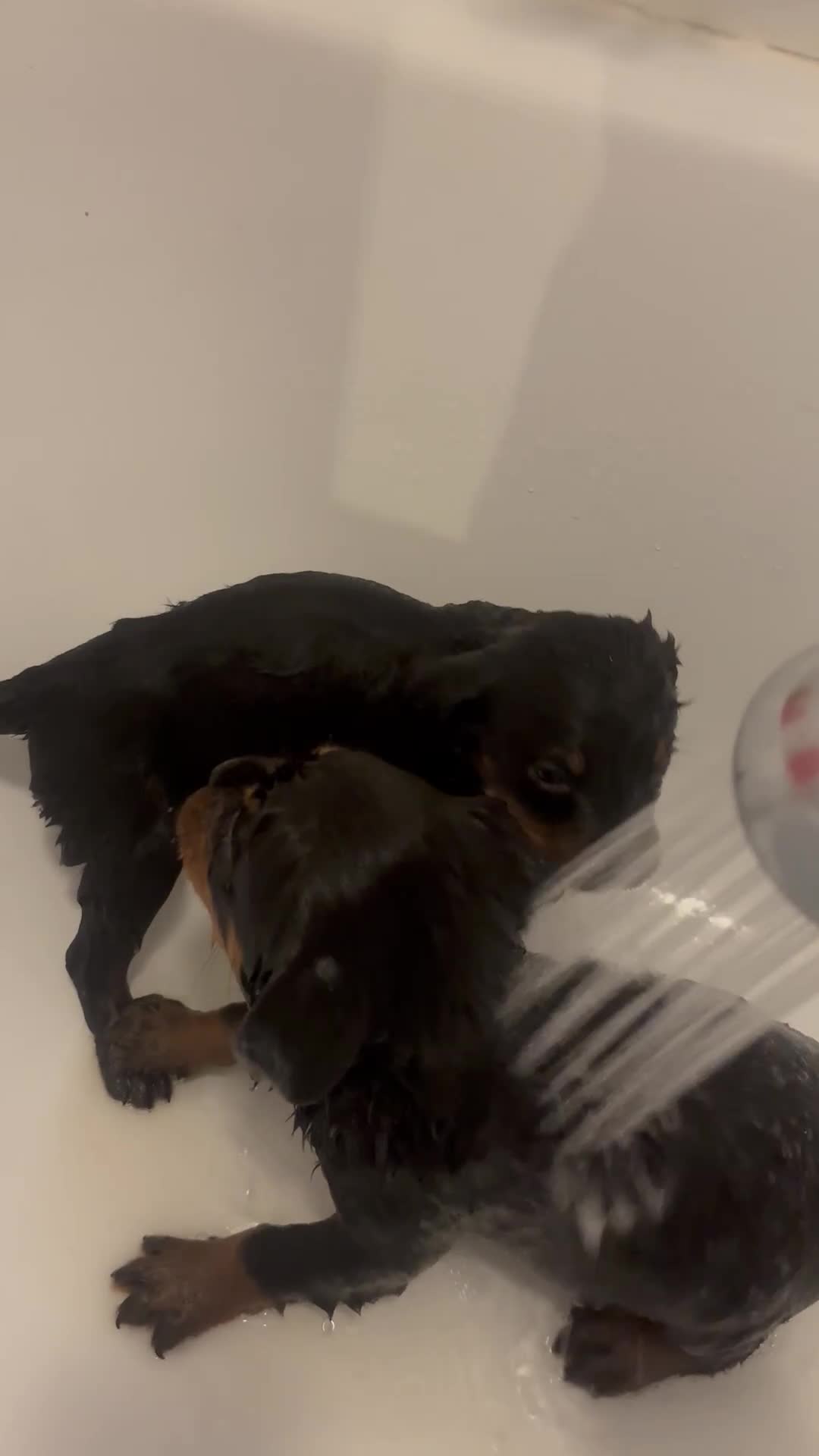 Rottweiler dogs for sale: 🐾🐶 beautifulRottweiler puppies 3 Girls Left🐶🐾 - Video 3