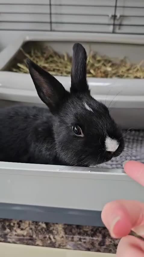 Netherland Dwarf rabbits for sale: Purebred Netherland Dwarf Doe - Video 5