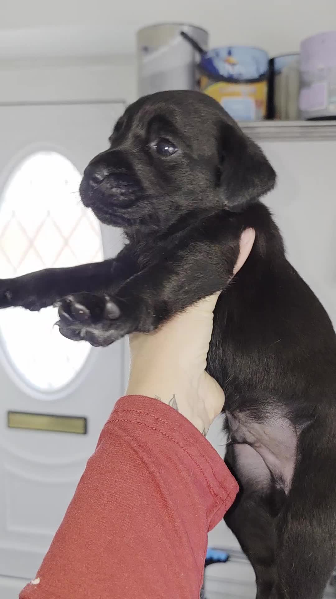 Labrador Retriever dogs for sale: One male labrador puppy remaining  - Video 1