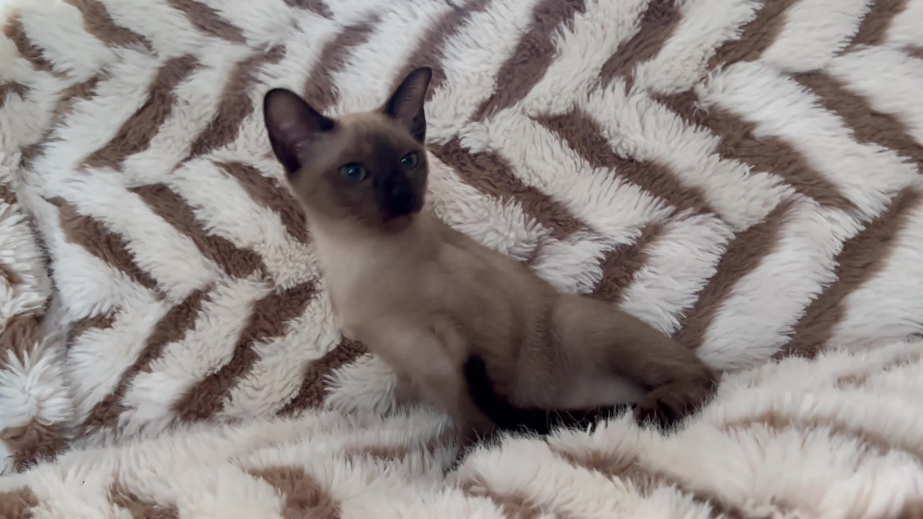 Tonkinese cats for sale: Exceptional pedigree Tonkinese - Video 3