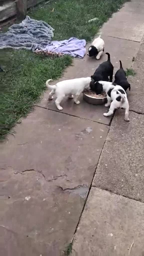 Sprocker dogs for sale: SPROCKER (ENGLISH SPRINGER X COCKER SPANIEL) PUPS - Video 1