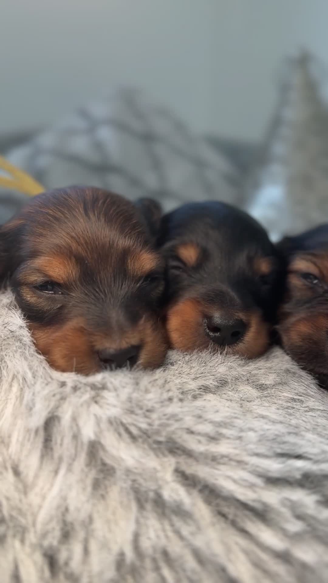 Miniature Dachshund dogs for sale: 🐾 KC Reg  LH  Mini shaded cream  Dachshund - Video 1