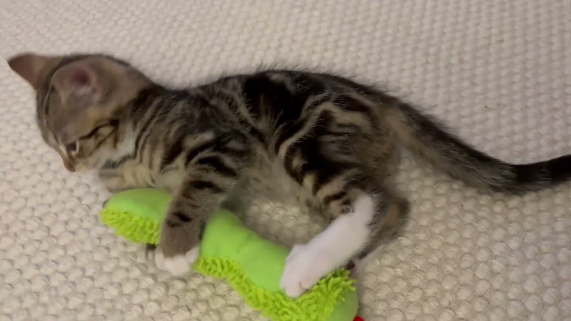 Mixed Breed cats for sale: Adorable tabby boy  in Croydon - Video 1